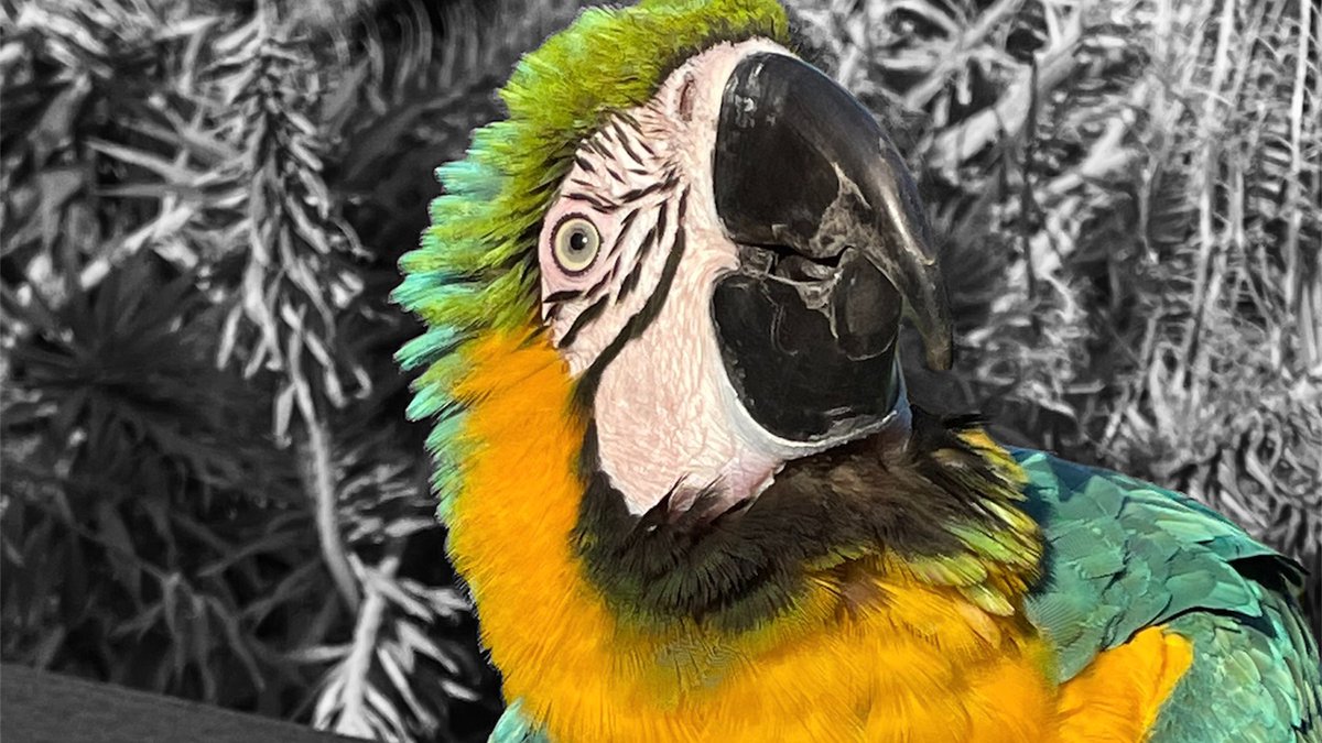 monicas_macaws's tweet photo. "Happiness looks beautiful on you."  ~ Unknown https://t.co/m3yv0wZVZ0