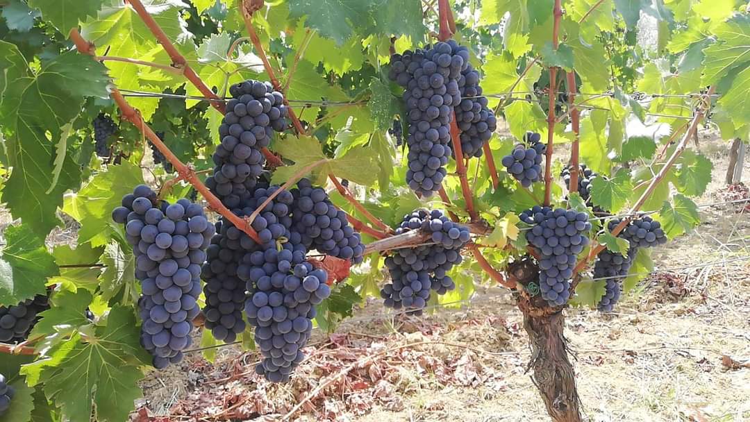 Finalmente la pioggia! Per molti può essere una cosa fastidiosa, ma per noi viticoltori è una manna dal cielo, dopo un’estate di siccità. Le nostre uve si dissetano, finiscono la maturazione e si fanno trovare pronte per la vendemmia! (Ormai manca poco…)

#vendemmia #Harvest2021