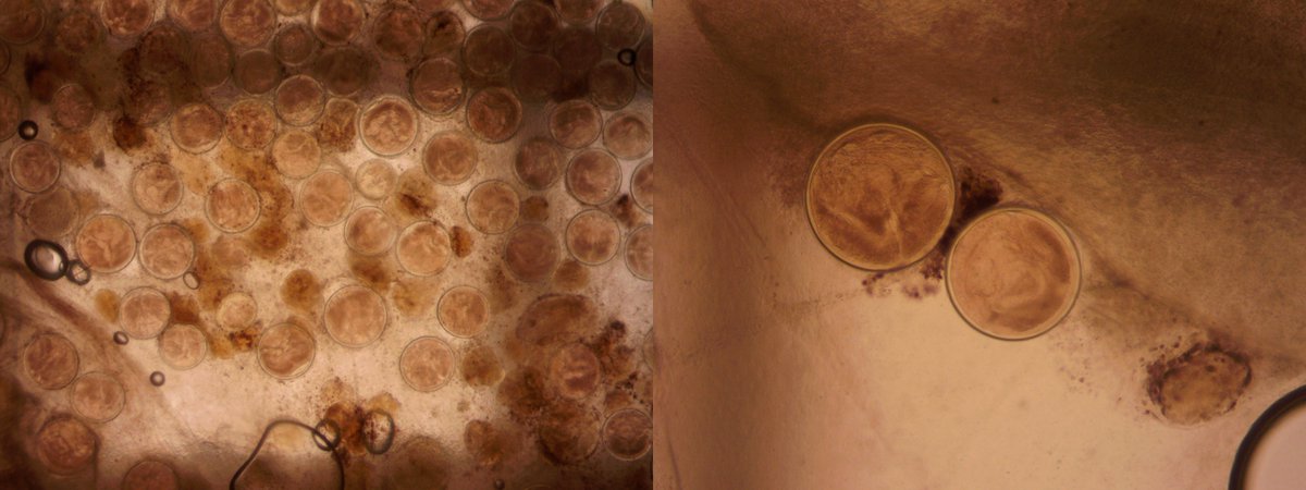TrematodeSquad's tweet photo. More on post-heatwave barnacle cysts: in areas that were hit hard, there appear to be small irregular shaped objects that may be cercariae which made it to the host but had insufficient energy to metamorphose into a metacercariae. Left image 4x, right 10x https://t.co/aykhx3Ir8S