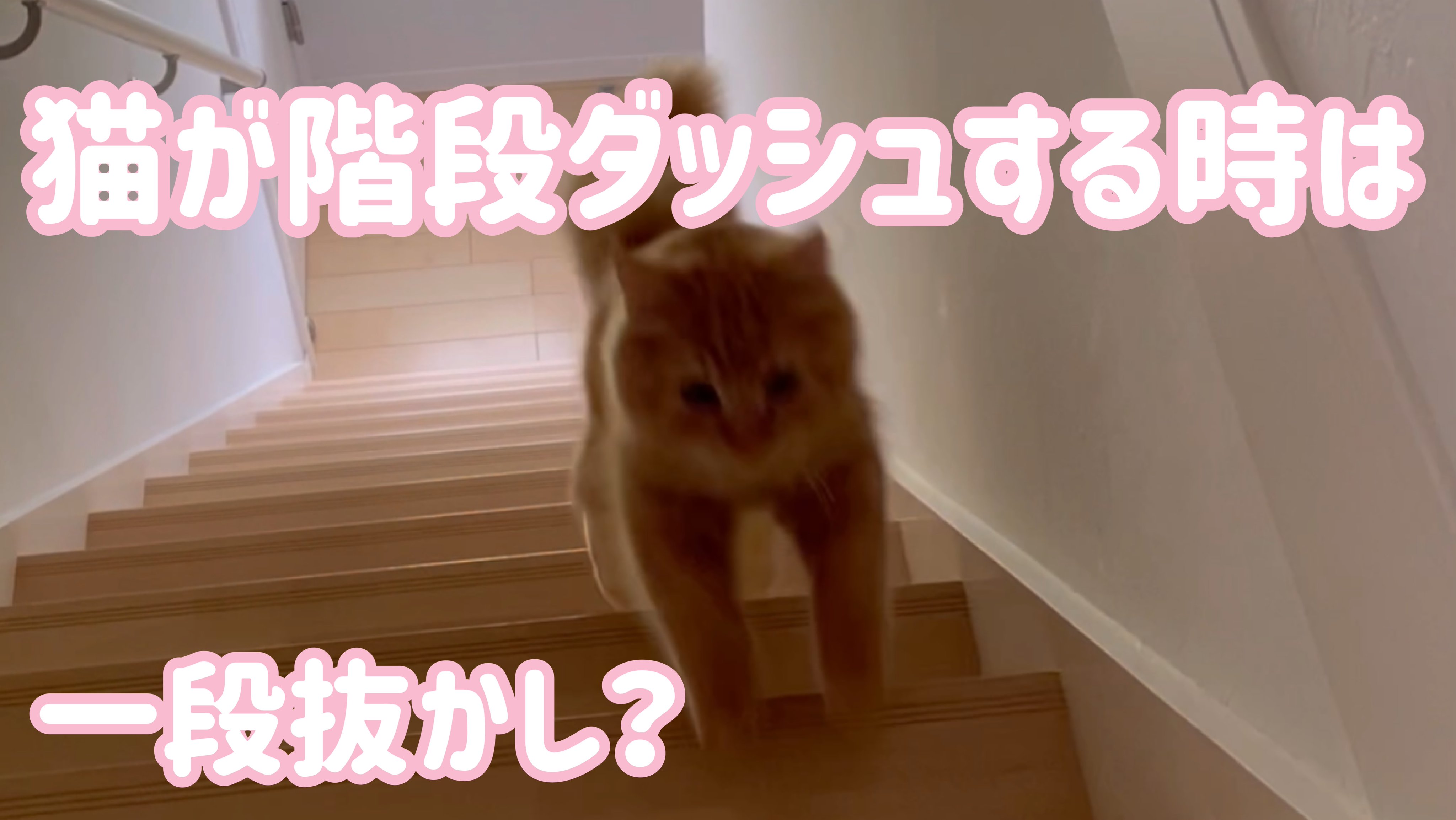 ドジ猫tiel ティエル Tigroumiel Twitter