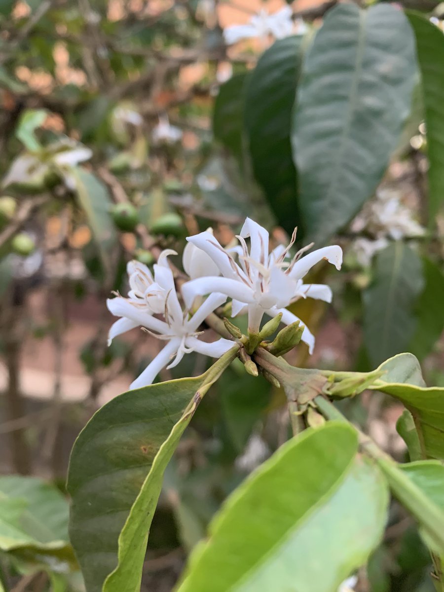 TSONGOKASEREKA1's tweet photo. La saison d’Arabica est bel et bien là- https://t.co/CLfQNudibn