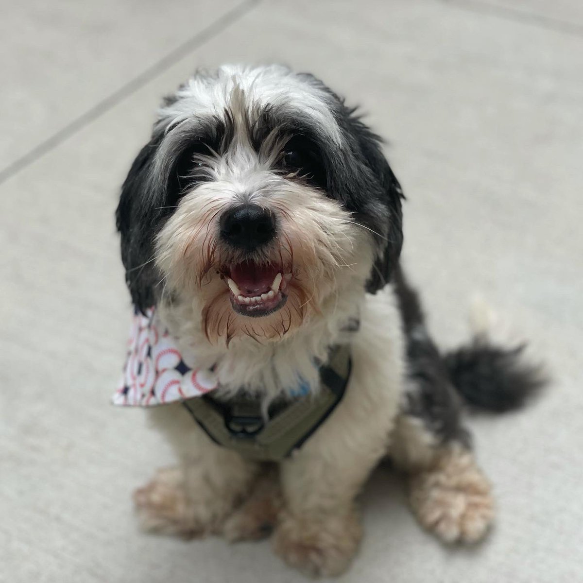 614Molly's tweet photo. Kenny Lofton Brewer Fox officially serving up smiles around town! 🐶 ⁣#614Dogs #Rescue https://t.co/jHCezlbFmC