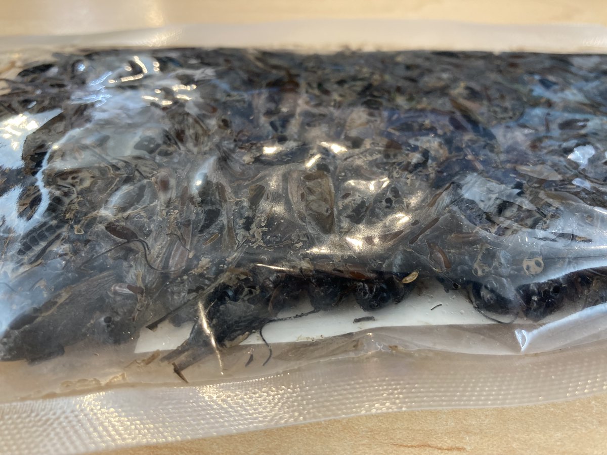 【昆虫食通販】バグズファーム｜BugsFarm tweet media