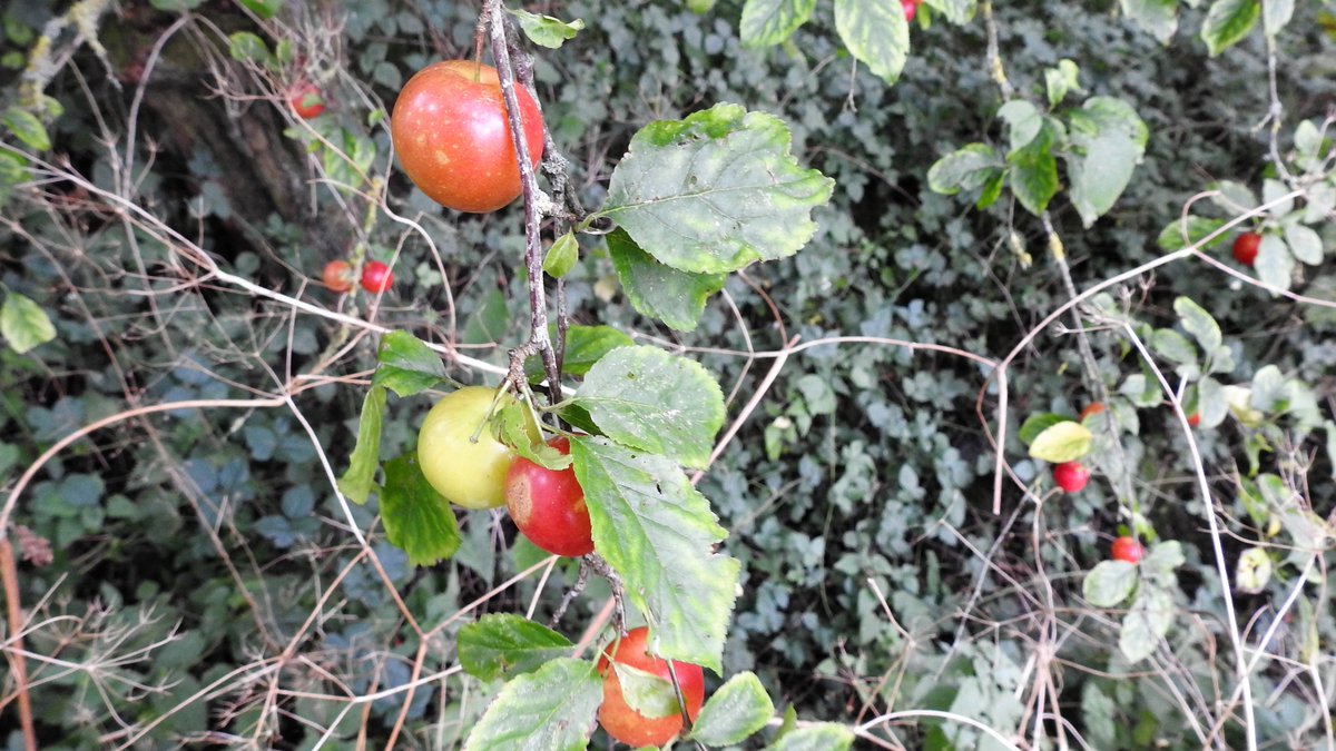 numenini's tweet photo. A dull, dull day in Suffolk. Chilly with north wind. At least not raining. Ground hard &amp; dry. Not a single fungus in 5.5 miles. Summer seems over. While the Dogwood still blooms, Sloes, Cherry-plums &amp; Guelder-rose fruiting again.  
#MyWalk #Wickhambrook #WestSuffolk #Suffolk 1/2 https://t.co/xRbRabx4kK