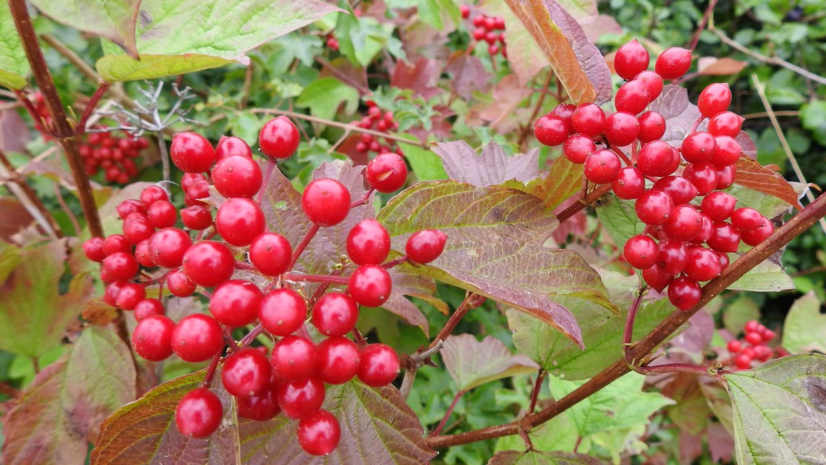 numenini's tweet photo. A dull, dull day in Suffolk. Chilly with north wind. At least not raining. Ground hard &amp; dry. Not a single fungus in 5.5 miles. Summer seems over. While the Dogwood still blooms, Sloes, Cherry-plums &amp; Guelder-rose fruiting again.  
#MyWalk #Wickhambrook #WestSuffolk #Suffolk 1/2 https://t.co/xRbRabx4kK