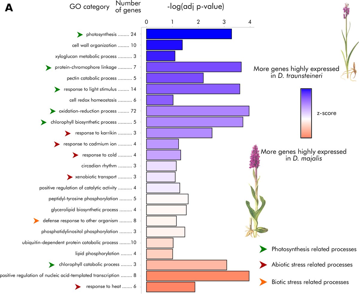 New preprint: an integrated view of metabolism, ecology and transcriptomics in sibling #allopolyploid #Dactylorhiza, indicates that recurrent #polyploidy diversifies eco-physiological traits, in the face of pervasive interspecific gene flow. dlvr.it/S6c6Xq 1/3