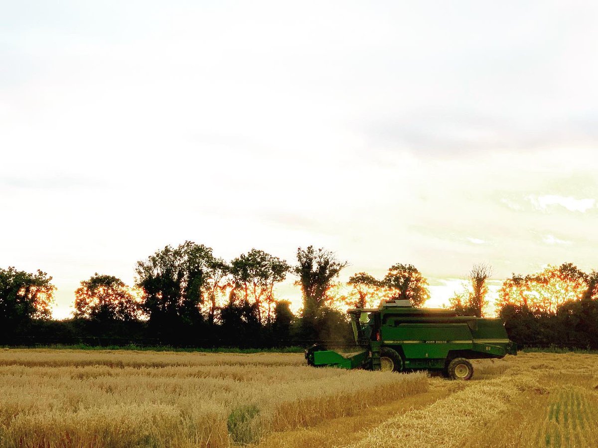 Oats being harvested right now &amp; late into the evening on the Lyons Family Farm in Dunboyne. 🌾 🥃

Another step closer to using our own grown grain in <a href="/PLDistillery/">Pearse Lyons Dist.</a> making our Pearse Whiskey. 
🥃🌾

#owngrowngrain #PearseWhiskey #loughranfamilymalt #irishgrain #alltech #whiskey