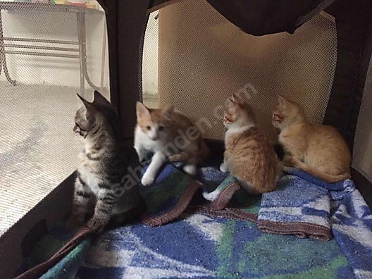 5 ERKEK BEBEKK GELDİİİ
İlan No: 950922526
sahibinden.com/ilan/hayvanlar…