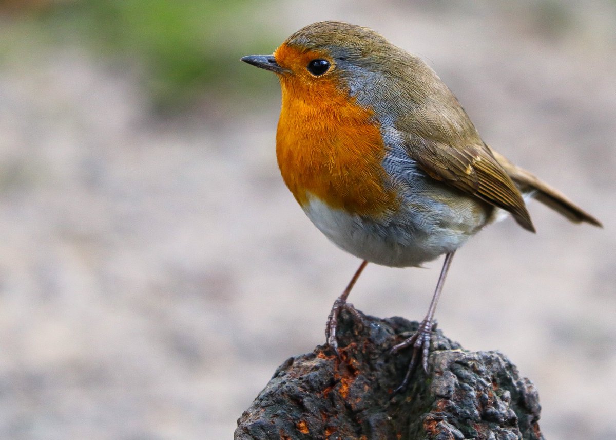 Robin
#birds #bird #birdphotography #BirdsSeenIn2021 #TwitterNatureCommunity #robinbird #Devon #bbcspringwatch #TwitterNature #NaturePhotography #naturelovers #nature #uknature #summer #PhotoOfTheDay #wildlifephotography #Twitcher #GardeningTwitter #birding #rspb