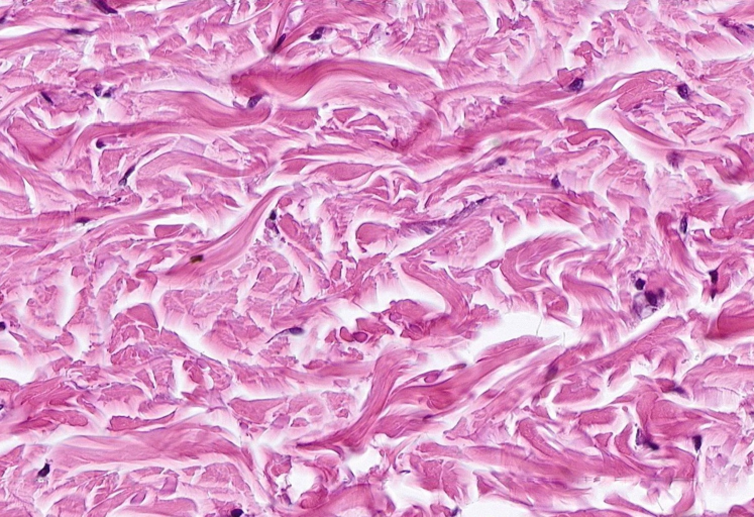 Histology Headquarters On Twitter Histology Building Blocks histology-headquarters-on-twitter-histology-building-blocks