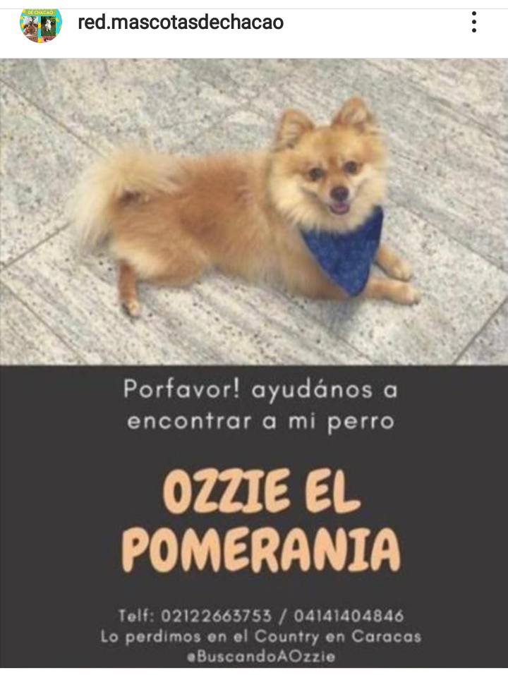 #SeBusca a Ozzie. Si lo ves por favor dale resguardo y avisa a los números publicados