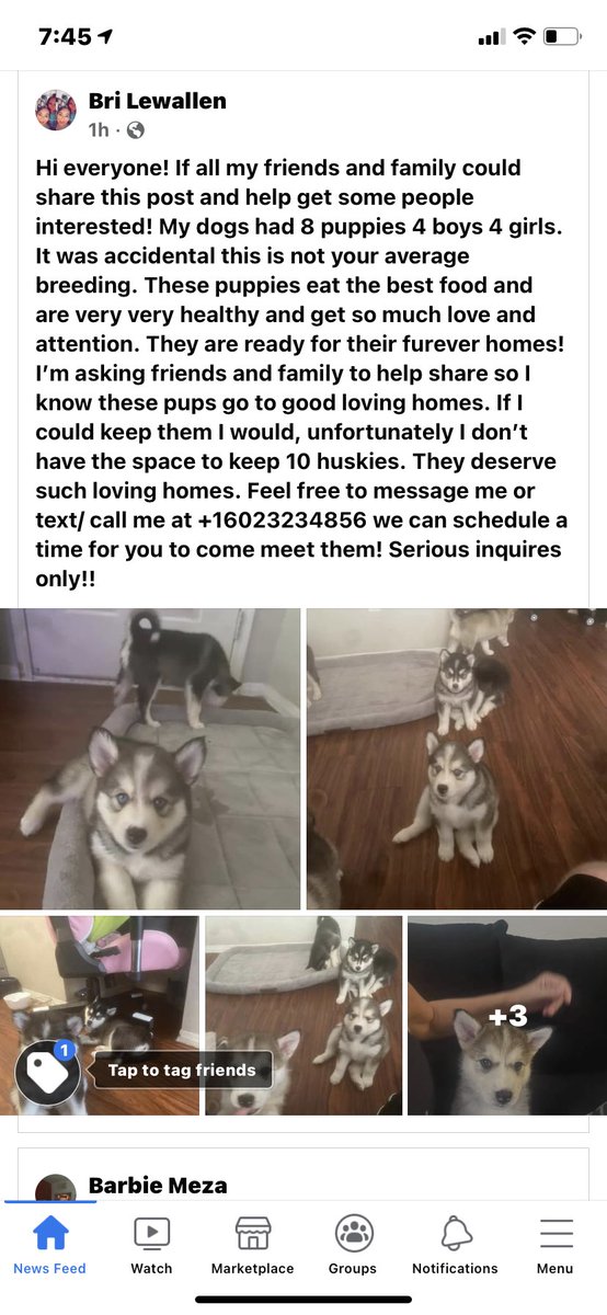 bri41382140's tweet photo. Selling husky pups let me know if interested! https://t.co/DovMEkt0wm