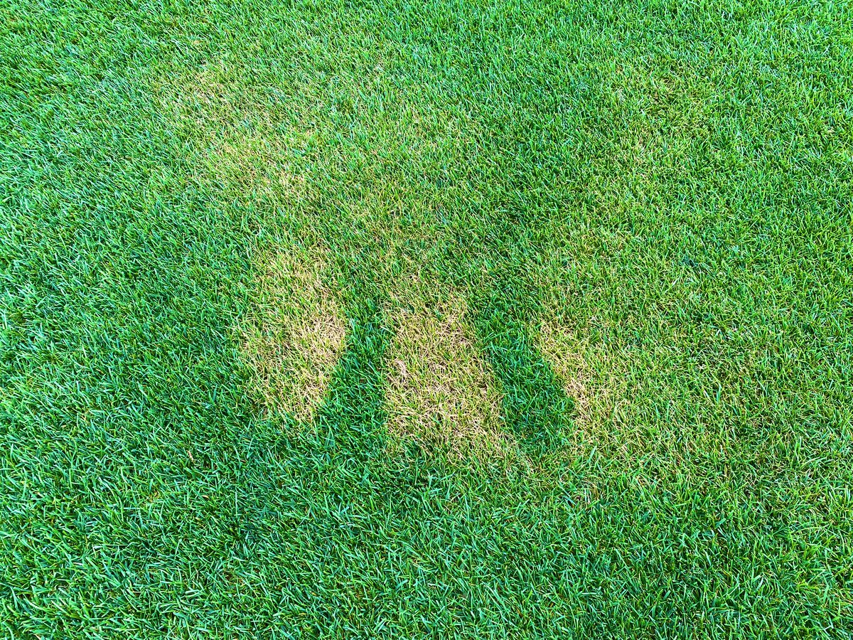 TurfSpartanLord's tweet photo. Here’s a friendly reminder to the public. Apply sunscreen and bug spray before entering the field. Your local turf manager or superintendent will thank you. #SunscreenSZN #TipBurn https://t.co/z5MuU565CX