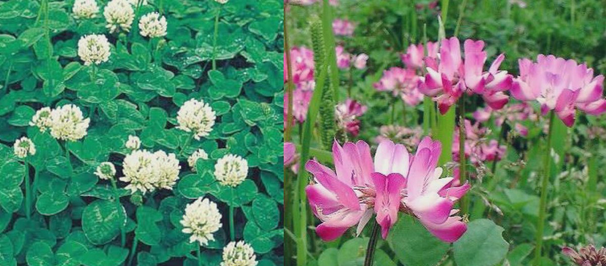 Dar 零号機 V Twitter クローバー 花言葉 私を思って 幸運 約束 復讐 復讐と恋愛においては 女は男よりも野蛮である ニーチェ レンゲソウ 花言葉 あなたと一緒なら苦痛がやわらぐ 心がやわらぐ 雲の向こうは いつも青空 There Is Always Light Behind The Clouds