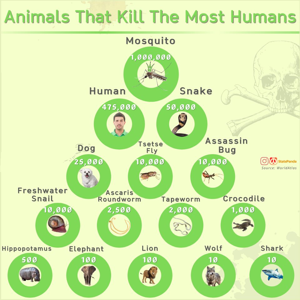 LibraryPocket's tweet image. Animals That Kill The Most Humans Per Year
smallpocketlibrary.com

#Book #Medicine #Psychology #Nutrition #Science #Physics #Technology #Astronomy #Neurology #Anatomy #Biology #Chemistry #Mathematics #university #Infographic #picture #Animal #Nature #Small_Pocket_Library