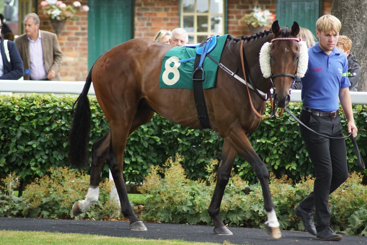 92RoryF's tweet photo. Winner of the second race, the class six ten furlong handicap, SEVEN FOR A POUND (Scat Daddy x Gimlet Witha Twist) for trainer @RuthCarr1 and jockey @shaw_harrison  at @RiponRaces https://t.co/IxO5obThHZ