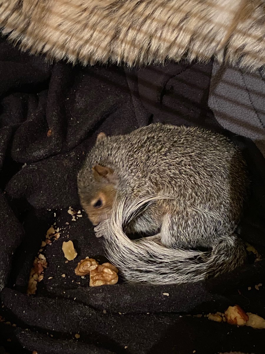 oztrazine's tweet photo. #SquirrelScrolling A quick run round the pad then zzzzzzzz. See you at 10 for your last formula of the night Kirk. #wildlife #rescue #savethegreys https://t.co/Cq9oMbOH2e