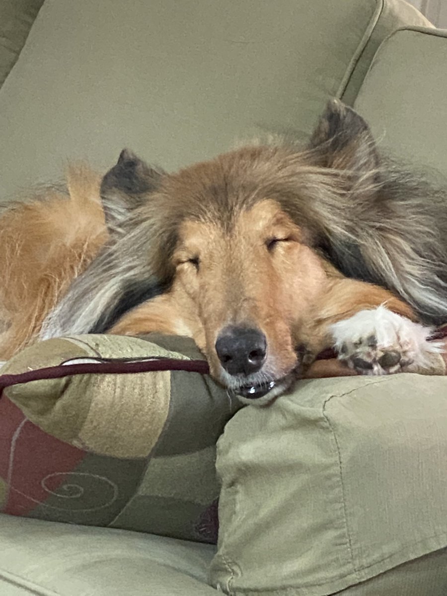 SusanPDelgado's tweet photo. @reveille Looking so regal today!  I love naps too. https://t.co/ejoGlpzM5i