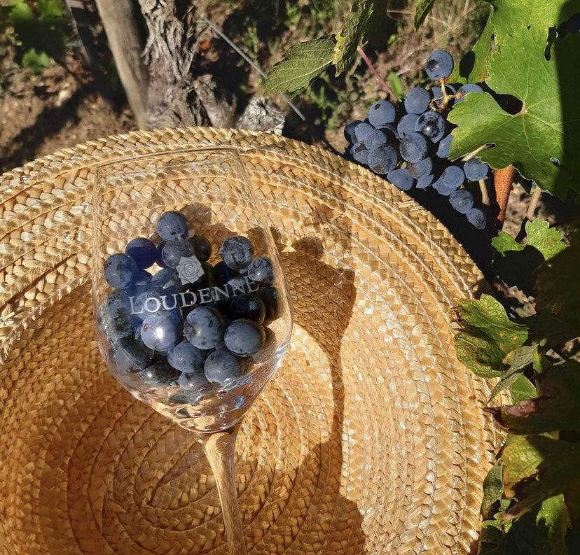 Wine Tour Booking (@winetourbooking) on Twitter photo A grape of a bunch of red grapes from the Médoc? it's possible like this beautiful photo but it's better in real life!
Consult and book online a #visit to live a real experience of harvest ..<a href="/LoudenneChateau/">Château Loudenne</a>
#winelover #wine #vin #vintage #wein #vino #vinho #medoc #redwine A grape of a bunch of red grapes from the Médoc? it's possible like this beautiful photo but it's better in real life!
Consult and book online a #visit to live a real experience of harvest ..<a href="/LoudenneChateau/">Château Loudenne</a>
#winelover #wine #vin #vintage #wein #vino #vinho #medoc #redwine