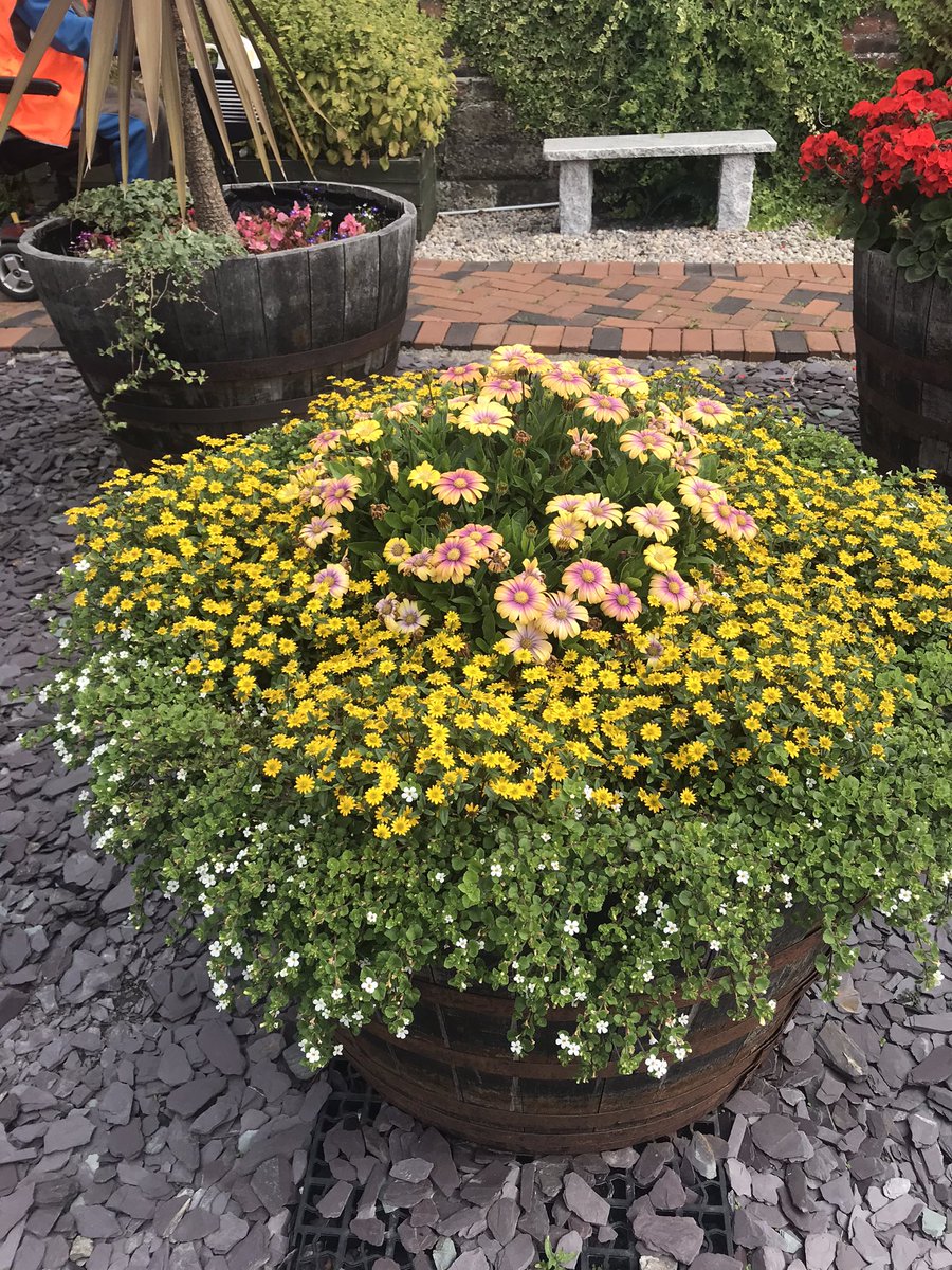 Largsorganicgdn's tweet photo. More views of the gardens and members beautiful whisky barrels 🌺 https://t.co/yW2U5uhGJ5
