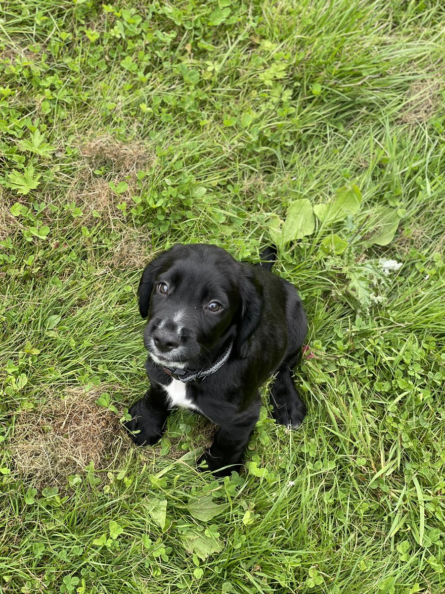 RPD Bear tweet media