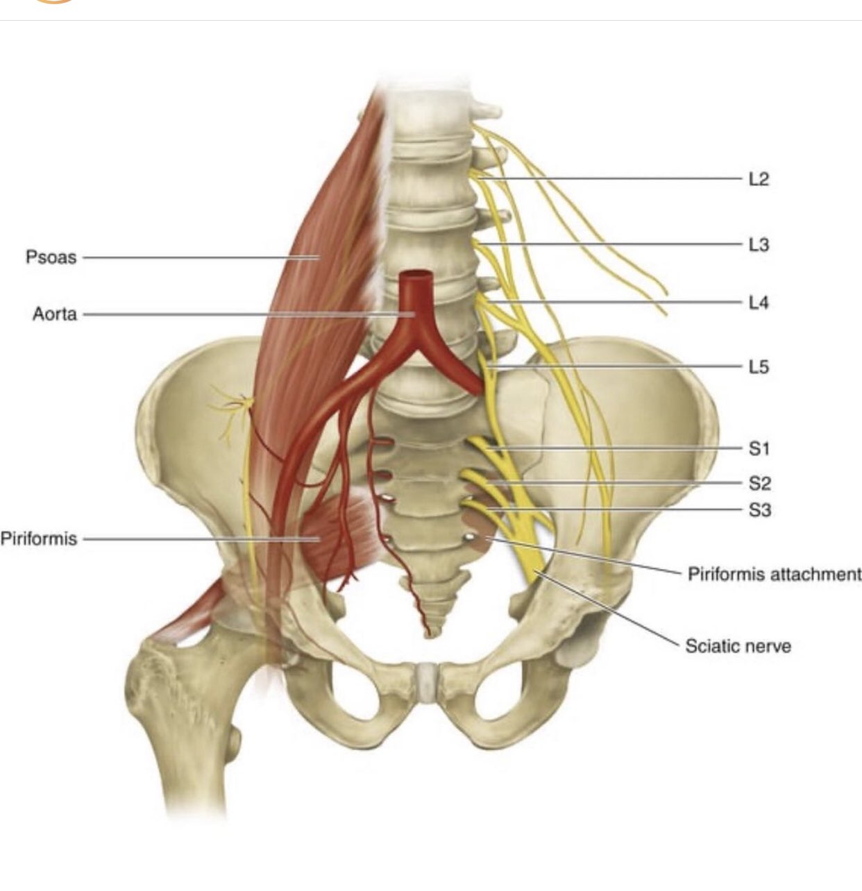 Кровоснабжение m.Piriformis
