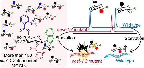 Check out our new work (w/ <a href="/wormraiser/">wormraiser</a> and <a href="/_MikeOD_/">Mike O'Donnell</a> ) in JACS! Specific assembly of modular glucosides (MOGLs) via carboxylesterase CEST-1.2  regulates starvation survival in C. elegans
pubs.acs.org/doi/10.1021/ja…