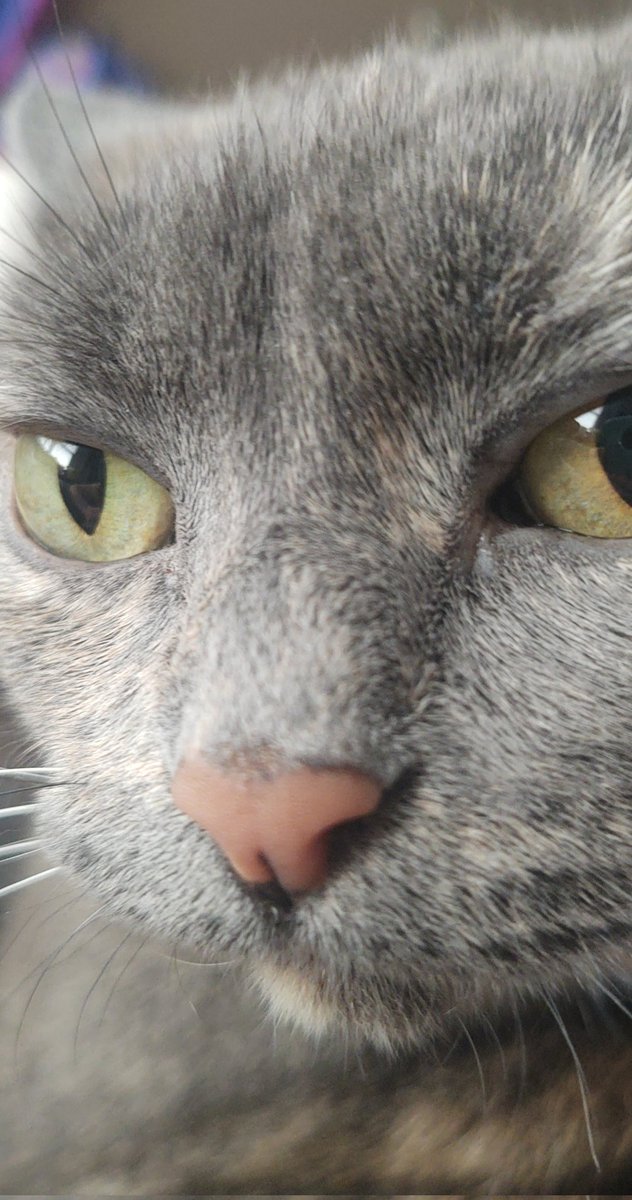 sherlokabriel's tweet image. 