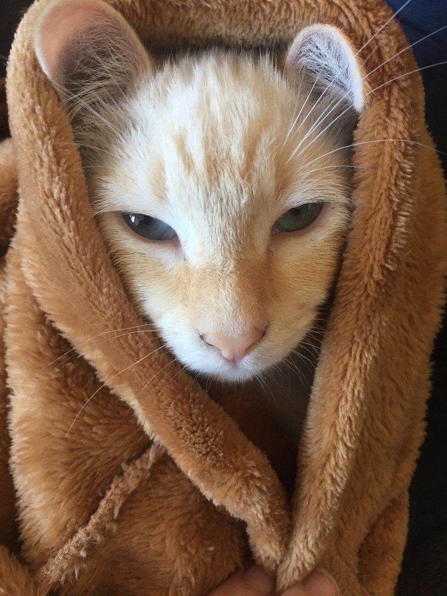 karinaewrites's tweet image. Obi-Wan Catnobi