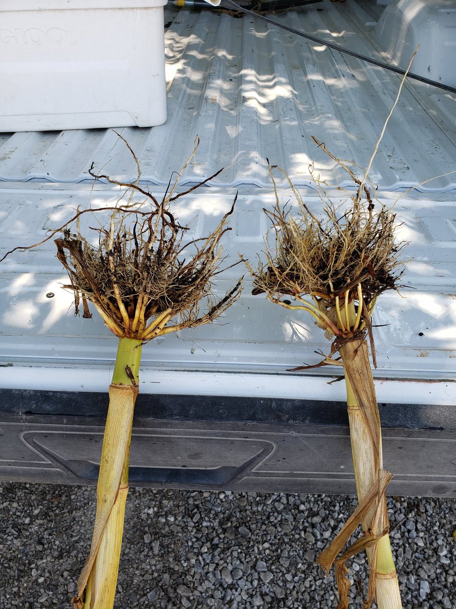 theLucasDB's tweet photo. Comparing some NK 1188 to P1108Q. With 1188 showcasing its ability to handle stress and adaptability to flex. #NKSeed #MyNK @VOberbroeckling @NK_S_Cornbelt @NKSeeds https://t.co/GbVdhZpleV