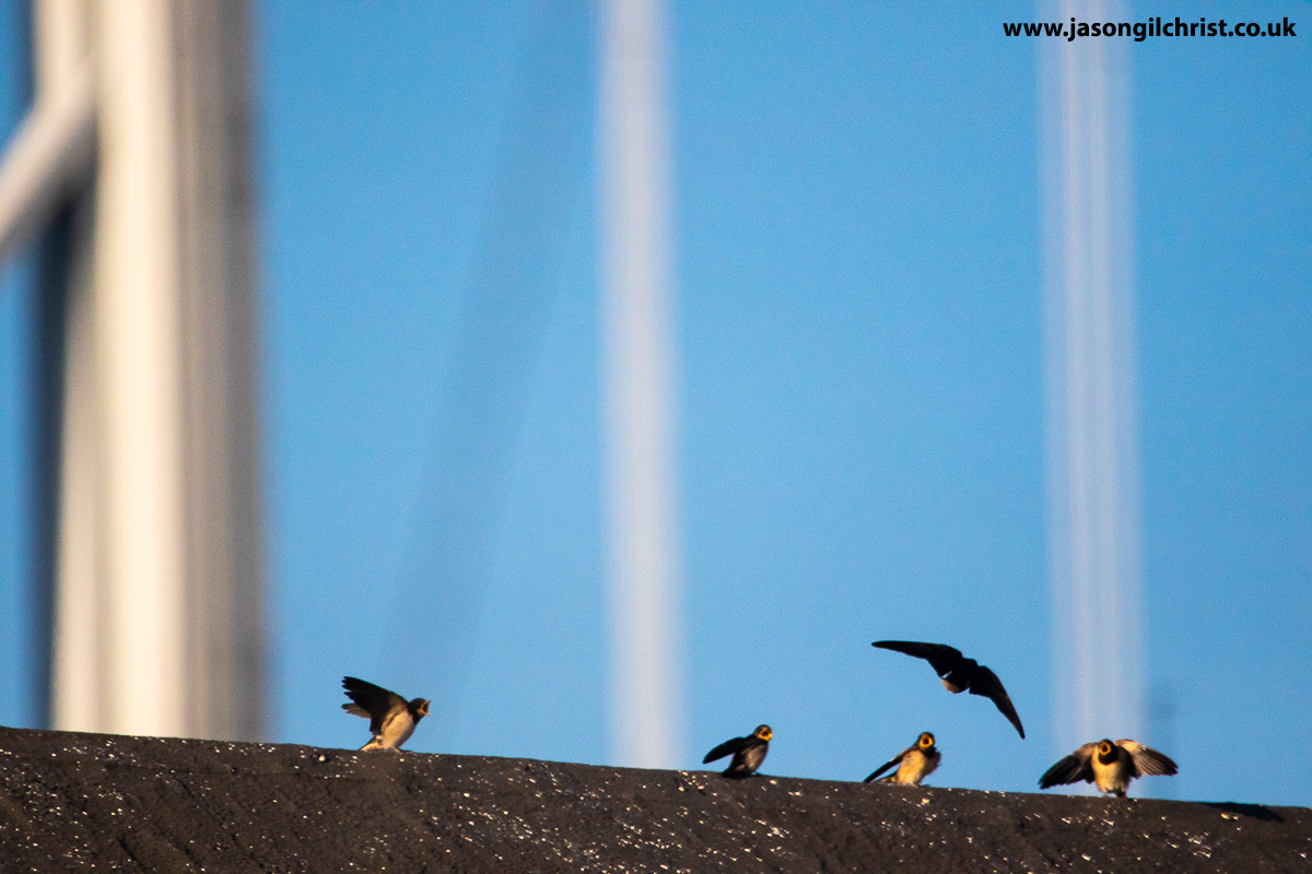 jgilchrist13's tweet photo. Swallows, Hirundo rustica, w Forth Road Bridge. Fledglings beaks agape as parent hovers to provision. Can you guess which chick got food? Port Edgar, South Queensferry, Scotland. #swallows #Hirundorustica #birdphotography #ThePhotoHour #PortEdgar #SouthQueensferry #Scotland https://t.co/SiMaqFaYkG