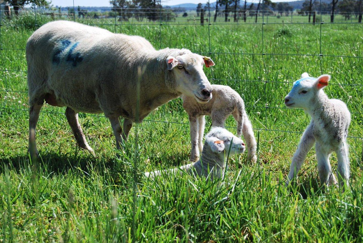 meatlivestock's tweet photo. With spring just around the corner, MLA has compiled this suite of tips and tools to support your on-farm decision making over the coming months.   

Find out more here: https://t.co/AuO9EZ52HN
#ausag #agchatoz #mlanews https://t.co/iXzDdjOyt1