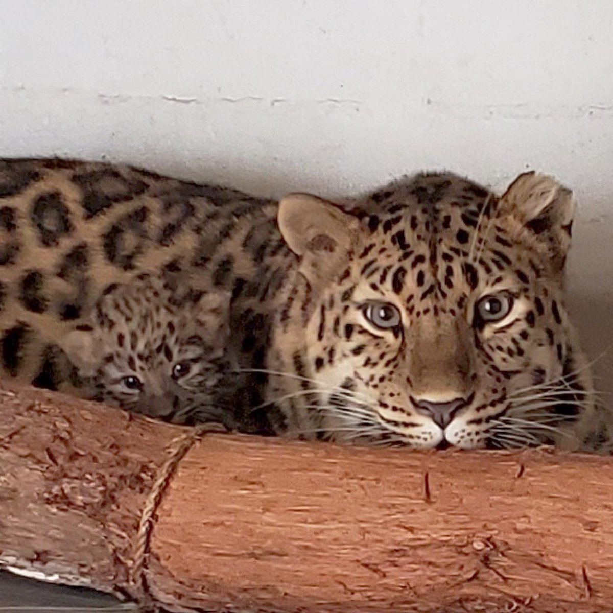 SantaBarbaraZoo's tweet image. These behind the scenes photos of momma Ajax and baby Marta are sure to start your week off right