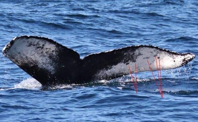 Scillypelagics's tweet image. Our Scilly cetacean detective, Martin Goodey, matched yesterday’s Scilly Humpback to one photographed off Ireland 🇮🇪 in 2017. Left Scilly, right Ireland