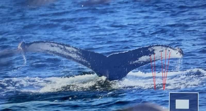 Scillypelagics's tweet image. Our Scilly cetacean detective, Martin Goodey, matched yesterday’s Scilly Humpback to one photographed off Ireland 🇮🇪 in 2017. Left Scilly, right Ireland