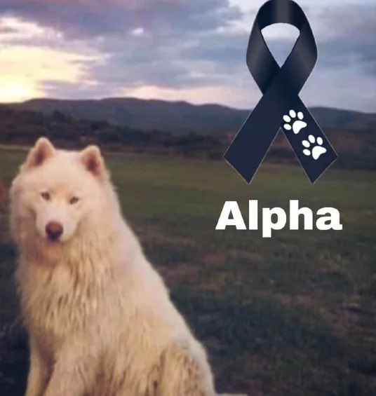 DefensaAnimal's tweet photo. Vinculan a proceso al asesino de “Alpha”, el perrito Husky a quien mataron en San Miguel de Allende el pasado 28 de julio. 
Queda en sus manos @VillarrealGTO @FGEGUANAJUATO hacer 
#JusticiaParaAlpha y para los otros perros que ha asesinado Miguel “N”
https://t.co/0TIp7kzUFH https://t.co/FqRtoFKNJe