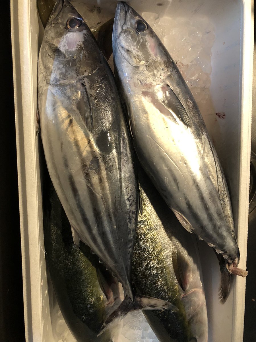 Yukashiro Nishida 富山 ランチ 定食 鮮魚 さかな 魚 美味しい うまい おすすめ 白海老 今日は カツオ ガンドぶり サスなど買ってきました 刺身もの沢山仕入れたので 今日 明日は刺身倍量でてんてん定食 てんてん弁当お作り致します Yukashiro Nishida 富山 ランチ 定食 鮮魚 さかな 魚 美味しい うまい おすすめ 白海老 今日は カツオ ガンドぶり サスなど買ってきました 刺身もの沢山仕入れたので 今日 明日は刺身倍量でてんてん定食 てんてん弁当お作り致します
