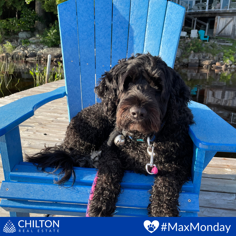 TheChiltonTeam's tweet image. 🐾🐶 Max soaking up every last bit of Summer before the leaves start to fall again 🍂

#MaxMonday #PuppyLove #RuffPost #DogsAreTheBest #MyDogIsFunny #FloppyEars #Dogs #Dog #DogLover #DogFriendly #PortugueseWaterDog #LifeofMax #NotASponsor