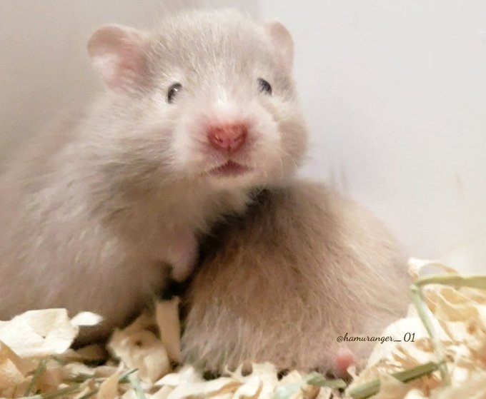 ゴールデンハムスターのtwitterイラスト検索結果 古い順 ゴールデンハムスターのtwitterイラスト検索結果 古い順