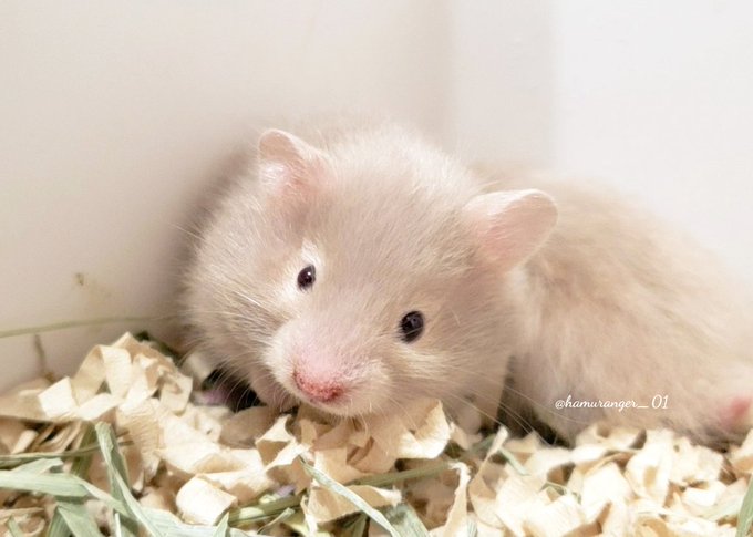 ゴールデンハムスターのtwitterイラスト検索結果 古い順 ゴールデンハムスターのtwitterイラスト検索結果 古い順