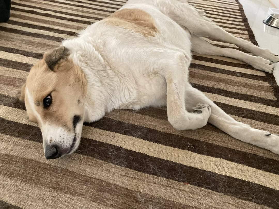 Justice_forum's tweet photo. #CharlotteMaxwellJones
chooses to stay in #Kabul with a puppy rather then be evacuated after US forcibly released @KSAnimalRescue dogs.

#OperationHercules https://t.co/Kd8SItZMvL