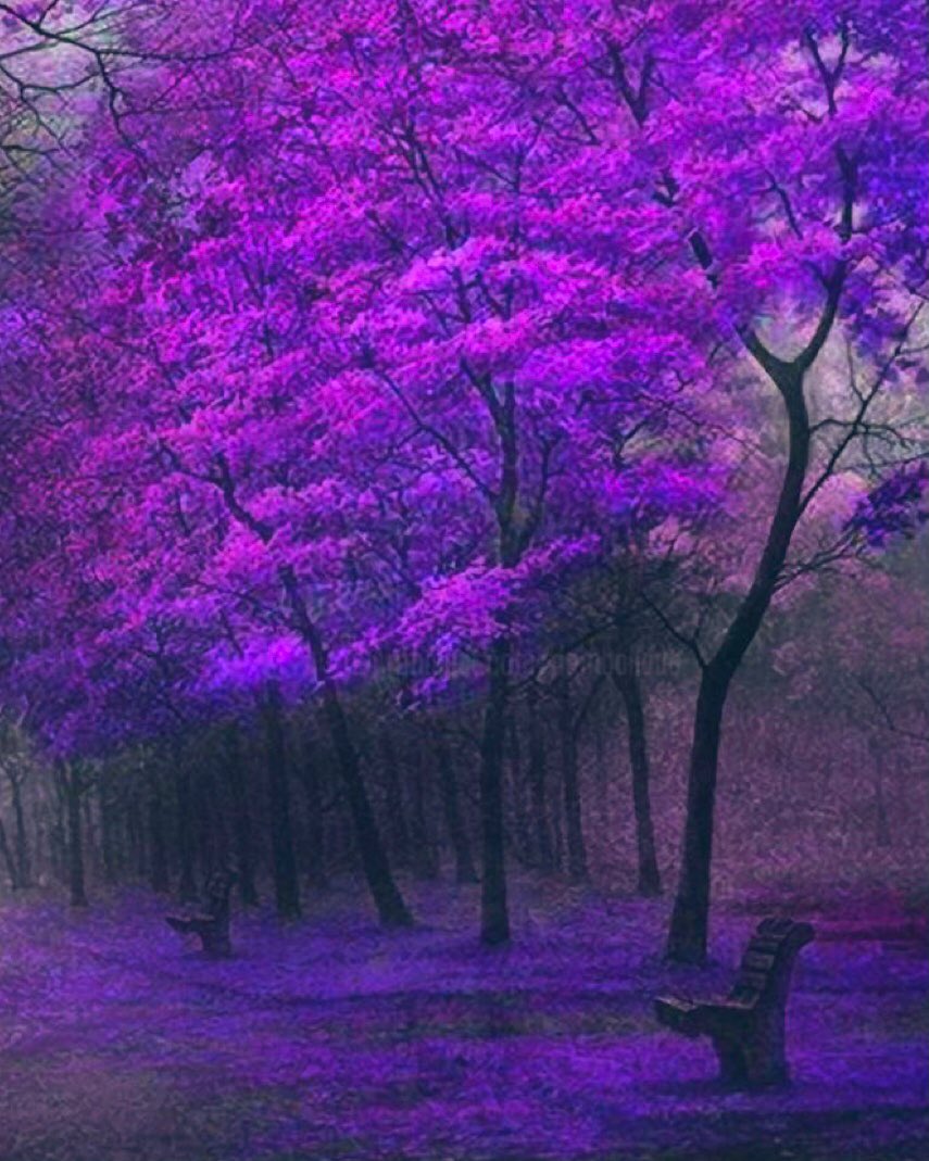 сиреневый лес. лиловый лес. лиловый цвет лес. фиолетовый лес. дерево фиолетовый лес.