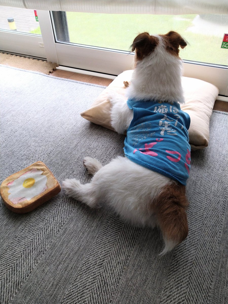 patch43226189's tweet photo. エッグトースト食べてからの、人間観察🐶(食べ残してるけど🤪)
#ジャックラッセルテリア https://t.co/9pewwYnSJx
