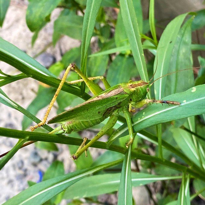 キリギリスのtwitterイラスト検索結果