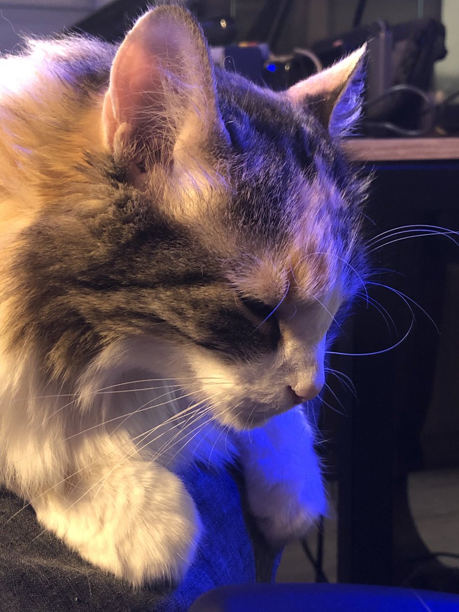 Cafera13's tweet photo. Leia de asistente #CatsOfTwitter https://t.co/MNzhcpr6oD