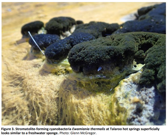 StupidistGit's tweet image. nqnat.org/volume-51   Our latest paper on the ecology of Talaroo Hot Springs, Australia’s Yellowstone, is out today. With @SpringyLimno  @DryRiverbedGirl @roconscicom and Glenn McGregor. @SpringyLimno ‘s Talaroo colonial history paper is in the same volume