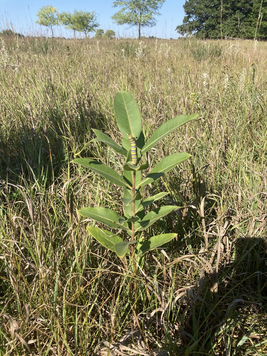 A late summer #monarch caterpillar spotted today at Cedar Creek Ecosystem Science Reserve, Minnesota.