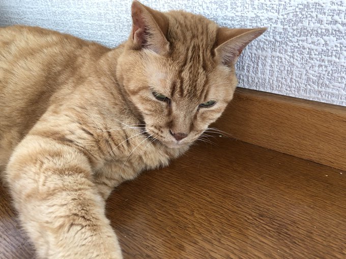 比較 和歌山市にあるおすすめの猫カフェを5つ紹介します ペット倶楽部