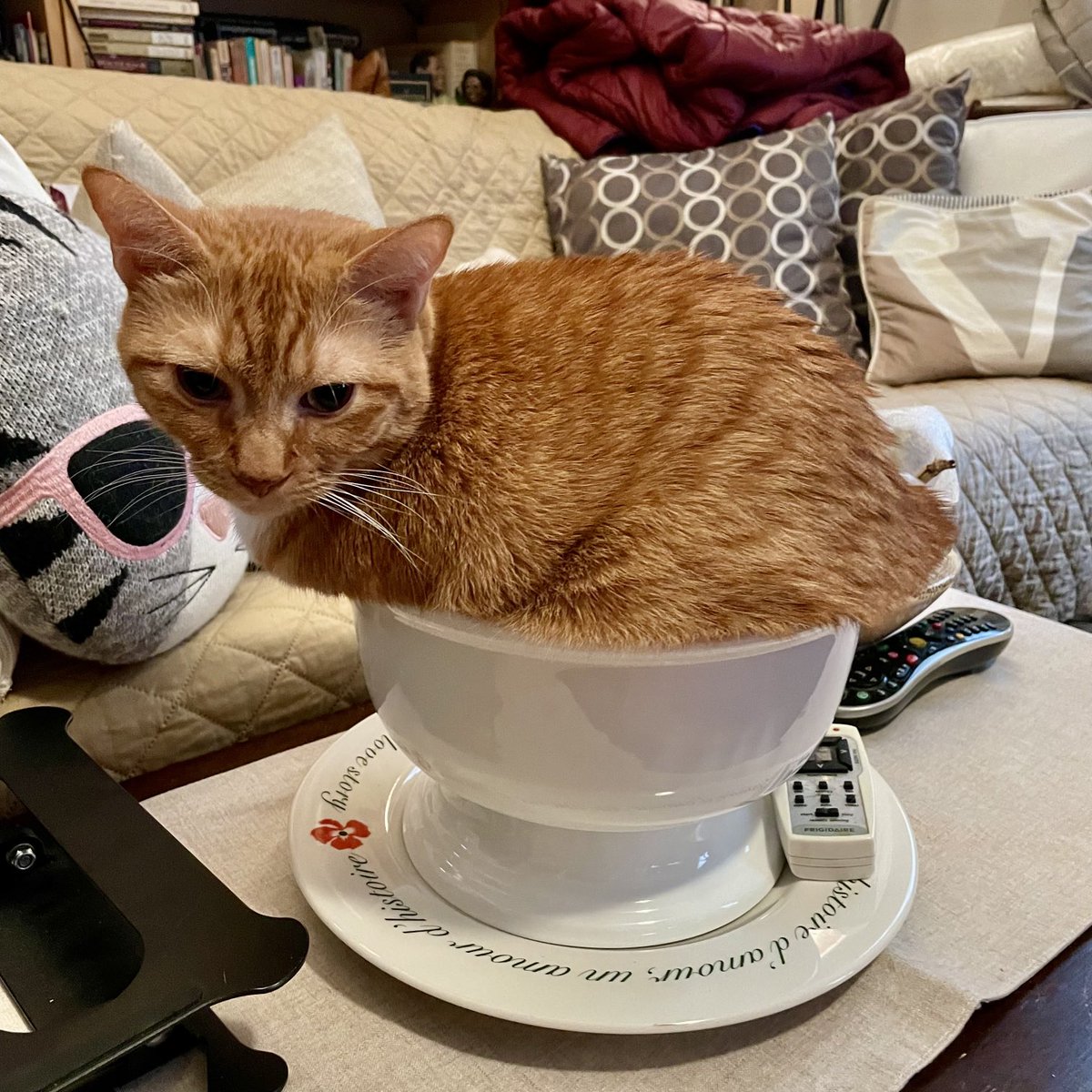 BandBeau's tweet photo. fresh kitty in a bowl 😹🐈😻 (this is what happens when you run out of apples) #rescueCats #polydactyl #cats #catsoftwitter https://t.co/js55La8Vd7