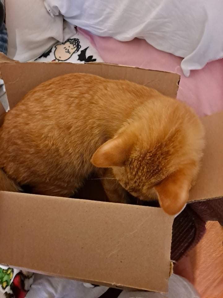 lynnslagle42's tweet photo. I has found a box! I love boxes! Mommy said @amazon delivered the purrfect non-returnable gift! She loves it! #cerebellarhypoplasia #chkitty #wobblykitty #chlove #donotreturntosender #boxkitty #boxfun https://t.co/hkd2EaITBN
